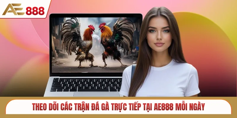 Theo dõi các trận đá gà trực tiếp tại AE888 mỗi ngày